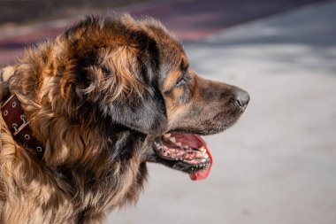 Bir bahar parkının arka planında safkan bir köpeğin portresi..