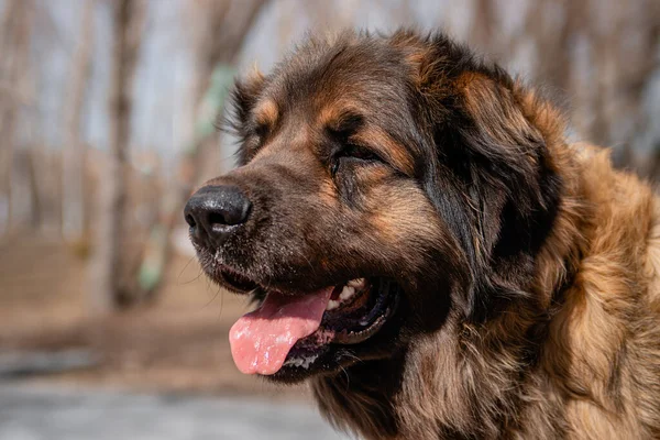 Портрет Чистокровной Породы Собак Леонбергер Фоне Весеннего Парка — стоковое фото