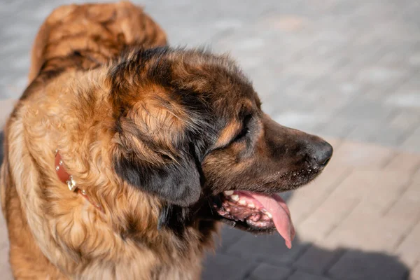 Портрет Чистокровной Породы Собак Леонбергер Фоне Весеннего Парка — стоковое фото