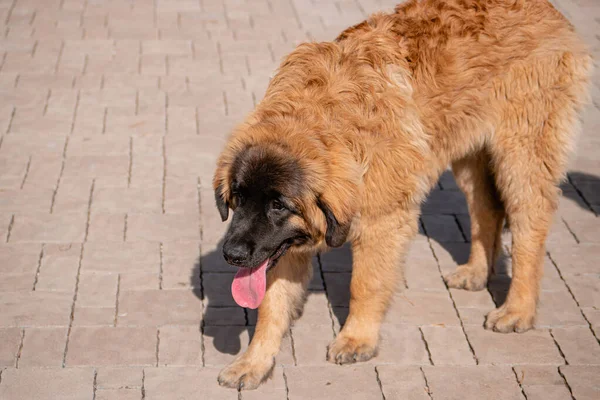 Retrato Una Raza Perros Raza Pura Leonberger Fondo Parque Primavera — Foto de Stock