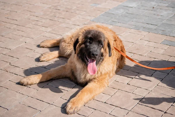 Porträt Einer Reinrassigen Leonberger Hunderasse Vor Dem Hintergrund Eines Quellparks — Stockfoto