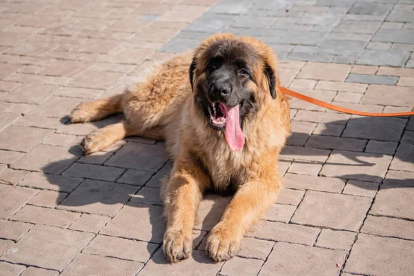 Retrato Una Raza Perros Raza Pura Leonberger Fondo Parque Primavera —  Fotos de Stock