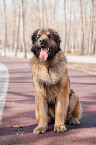 Retrato Una Raza Perros Raza Pura Leonberger Fondo Parque Primavera — Foto de Stock