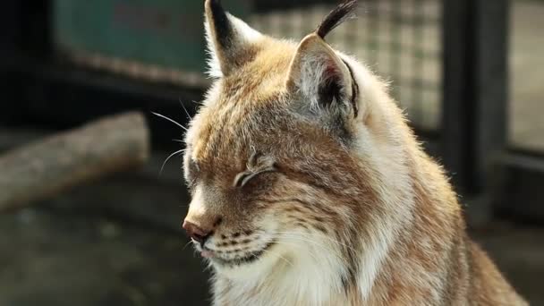 Close Portret Van Een Lynx Een Dierentuin Vloeiende Camerabeweging — Stockvideo