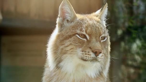 Close Portrait Lynx Zoo Enclosure Smooth Camera Movement — Stock Video