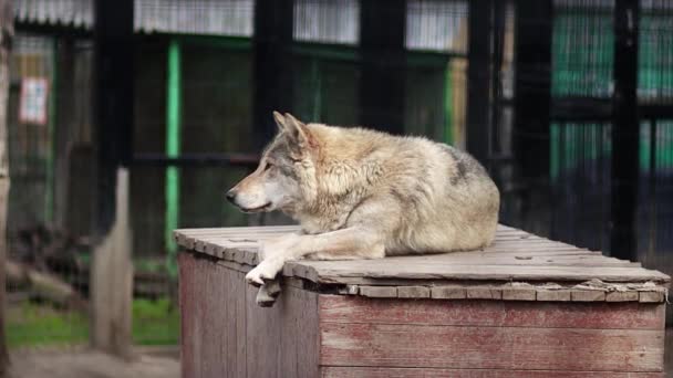 Ένας Γκρίζος Λύκος Κείτεται Ένα Ξύλινο Κουτί Ένα Ζωολογικό Κήπο — Αρχείο Βίντεο