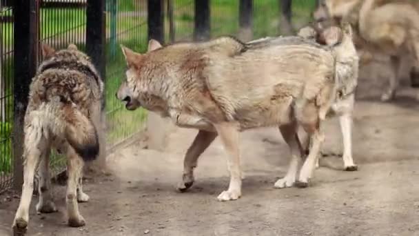 Ein Rudel Grauer Wölfe Läuft Durch Das Gehege Des Zoos — Stockvideo