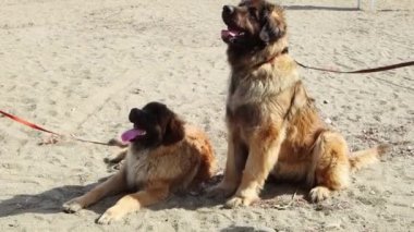 Leonberger 'in iki köpeği tasmalı olarak kuma oturmuş, dilleri dışarı sarkıyor..