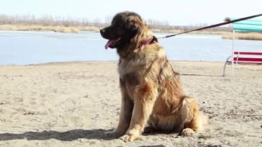 Pürüzsüz kamera hareketi, açık havada safkan bir Leonberger köpeğinin portresi, seçici odaklanma..