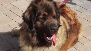 Pürüzsüz kamera hareketi, açık havada safkan bir Leonberger köpeğinin portresi, seçici odaklanma..