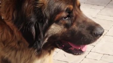 Pürüzsüz kamera hareketi, açık havada safkan bir Leonberger köpeğinin portresi, seçici odaklanma..
