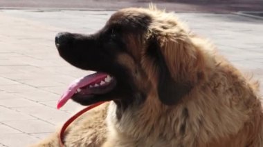 Pürüzsüz kamera hareketi, açık havada safkan bir Leonberger köpeğinin portresi, seçici odaklanma..