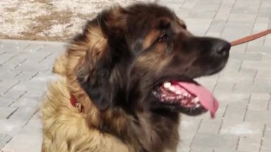 Pürüzsüz kamera hareketi, açık havada safkan bir Leonberger köpeğinin portresi, seçici odaklanma..