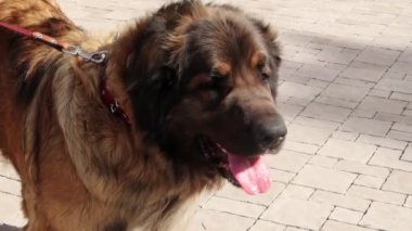Pürüzsüz kamera hareketi, açık havada safkan bir Leonberger köpeğinin portresi, seçici odaklanma..