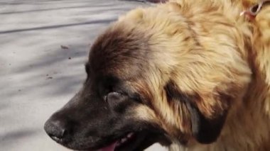 Pürüzsüz kamera hareketi, açık havada safkan bir Leonberger köpeğinin portresi, seçici odaklanma..