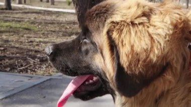 Pürüzsüz kamera hareketi, açık havada safkan bir Leonberger köpeğinin portresi, seçici odaklanma..