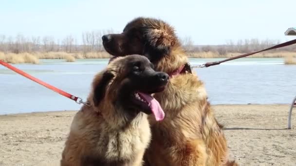 Två Hundar Leonberger Rasen Kragar Med Ett Koppel Sitta Sanden — Stockvideo