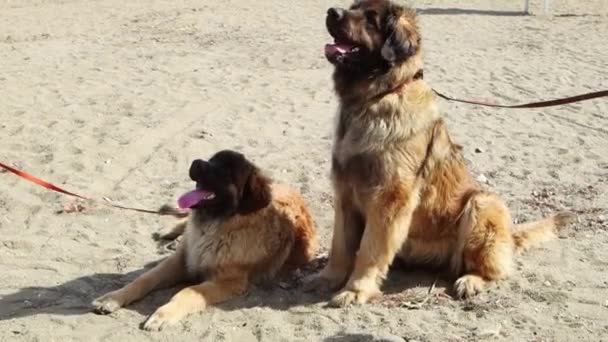 Twee Honden Van Leonberger Ras Halsbanden Met Een Riem Zitten — Stockvideo