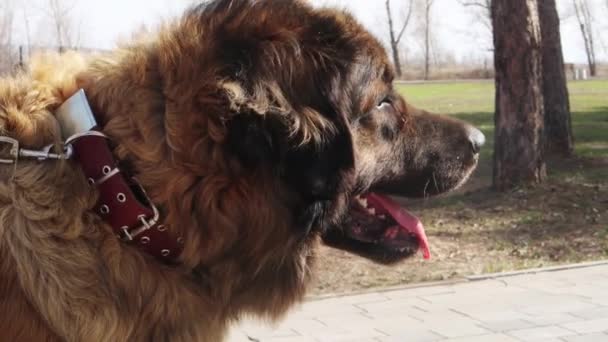 滑らかなカメラの動き サラブレッドレオンベルガー犬の肖像画屋外 選択的な焦点 — ストック動画