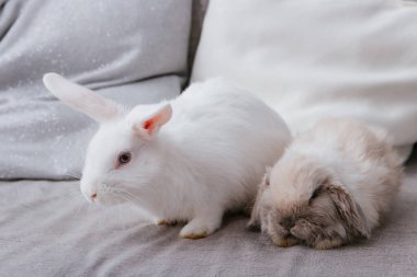 Beyaz tavşan ve sarkık kulaklı tavşan koltukta oturuyorlar..