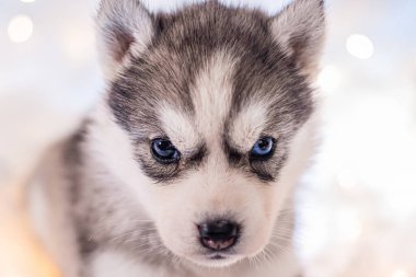 A little one and a half month old husky puppy on white fluff with luminous garlands.