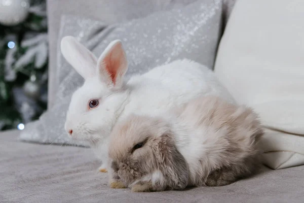 Beyaz Tavşan Sarkık Kulaklı Tavşan Koltukta Oturuyorlar — Stok fotoğraf