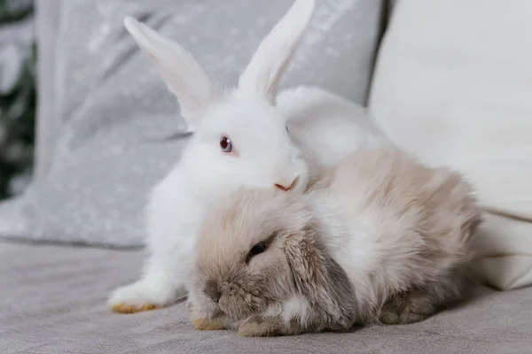 白いウサギとロップ耳のウサギがソファに座っている 選択的な焦点 — ストック写真