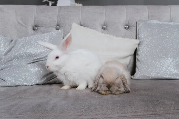Conejo Blanco Conejo Orejas Entrecortadas Están Sentados Sofá Enfoque Selectivo —  Fotos de Stock