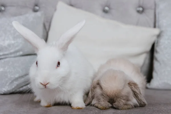 Weißes Kaninchen Und Schlappohr Sitzen Auf Der Couch Selektiver Fokus — Stockfoto