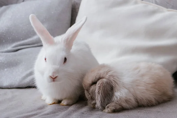 White rabbit and lop-eared rabbit are sitting on the couch, selective focus.