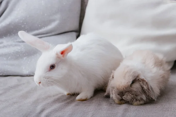 白兔和失聪的兔子正坐在沙发上 选择性地集中注意力 — 图库照片
