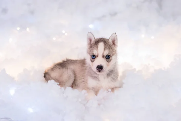 Little One Half Month Old Husky Puppy White Fluff Luminous — Stock Photo, Image