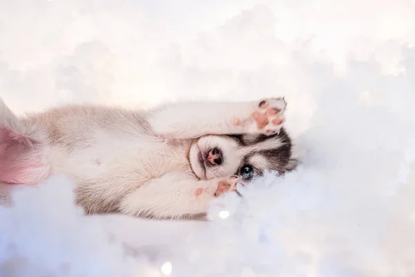 Filhote Cachorro Husky Mês Meio Idade Cotão Branco Com Guirlandas — Fotografia de Stock
