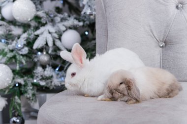 İki tavşan, beyaz ve sarkık kulaklı, bir kanepede oturuyor bir Noel ağacının arka planında.