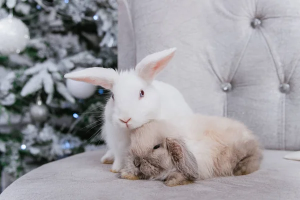 Two rabbits, white and lop-eared, are sitting on a sofa against the backdrop of a Christmas tree.