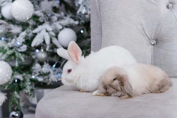 Dwa Króliki Białe Obciętymi Uszami Siedzą Kanapie Tle Choinki — Zdjęcie stockowe