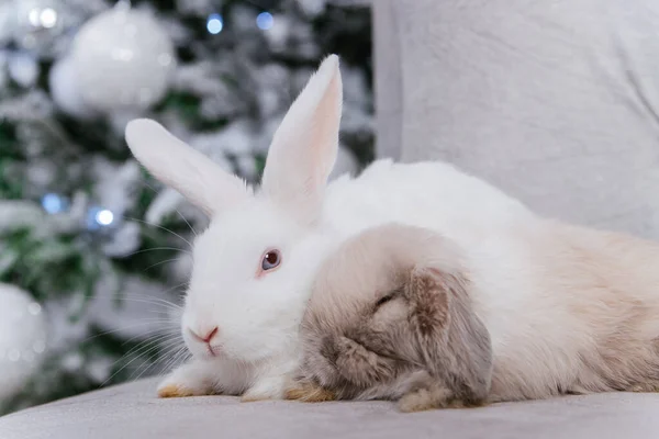 Két Fehér Fülű Nyúl Kanapén Egy Karácsonyfa Hátterében — Stock Fotó