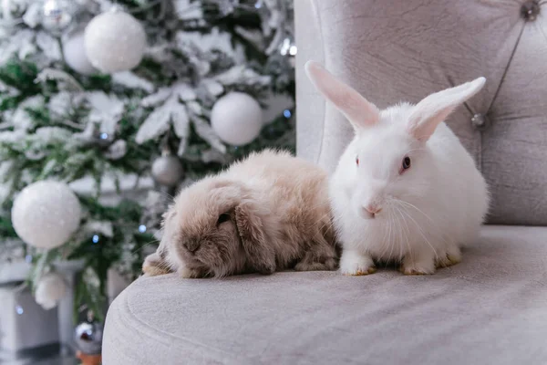 Zwei Hasen Weiß Und Mit Schlappohr Sitzen Auf Einem Sofa — Stockfoto