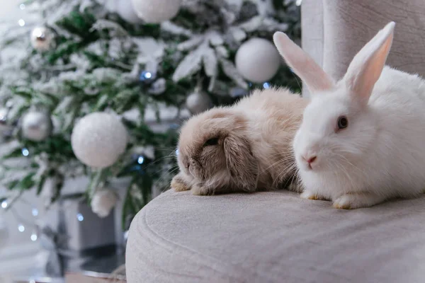 Два Кролика Белые Колючие Сидят Диване Фоне Рождественской Елки — стоковое фото