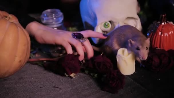 頭蓋骨とカボチャと魔女の成分の隣の暗闇のテーブルの上を這うネズミのクローズアップ魔女の手がネズミを撫でる — ストック動画