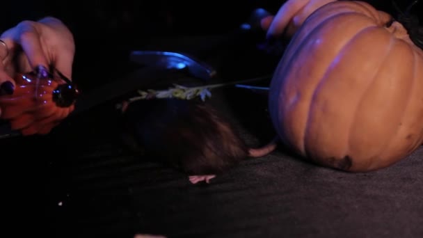 Close Rat Crawling Table Dark Next Skull Pumpkins Witchcraft Ingredients — Stock Video