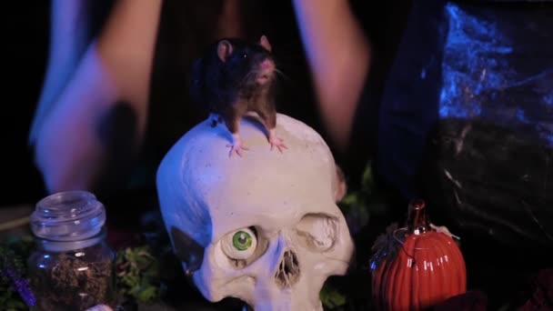 頭蓋骨とカボチャと魔女の成分の隣の暗闇のテーブルの上を這うネズミのクローズアップ魔女の手がネズミを撫でる — ストック動画