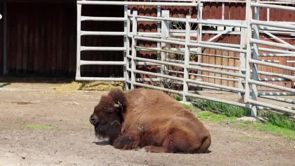 Large Adult Bison Lies Ground Zoo Enclosure Chews — Stock Video
