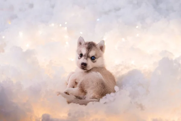 Little One Half Month Old Husky Puppy White Fluff Luminous — Stock fotografie
