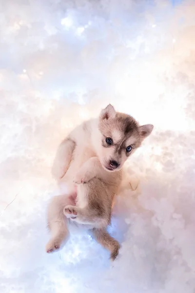 Little One Half Month Old Husky Puppy White Fluff Luminous — Fotografia de Stock