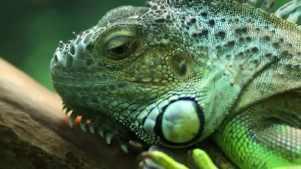 镜头流畅 一只绿色的鬣蜥坐在动物园的围栏里 一动也不动 — 图库视频影像