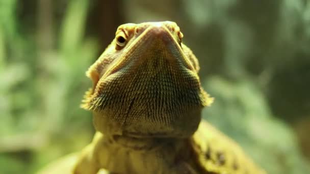 Zbliżenie Płynny Ruch Kamery Zielona Iguana Siedzi Nie Porusza Się — Wideo stockowe