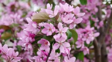 Yavaş çekim, yumuşak kamera hareketi, Bokeh arka planına karşı pembe elma çiçeklerini yakın plan.