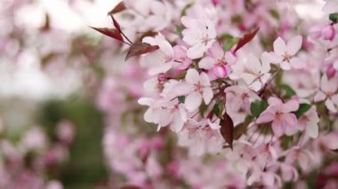 Yavaş çekim, yumuşak kamera hareketi, Bokeh arka planına karşı pembe elma çiçeklerini yakın plan.
