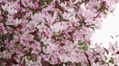 Yavaş çekim, yumuşak kamera hareketi, Bokeh arka planına karşı pembe elma çiçeklerini yakın plan.